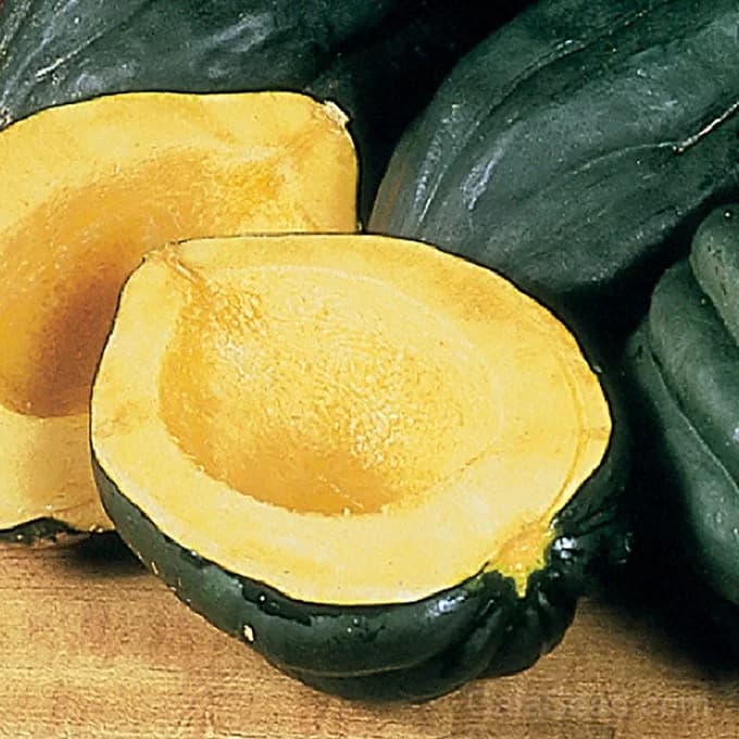 Table Queen Acorn Squash Seeds — Compact Winter Bush Variety - Alt