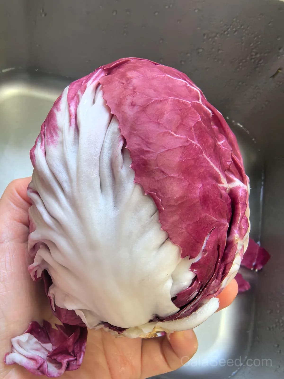 Red Verona' Chicory Seeds — Bitter Radicchio Heirloom - View 3