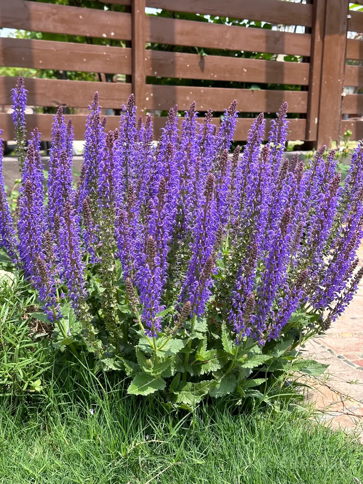 Blue Bedder Salvia Seeds — Compact Blue Flowering Perennial - Main