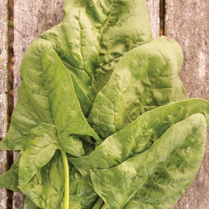 Double Take Spinach Seeds — High-Yield Baby Leaf Greens - Alt