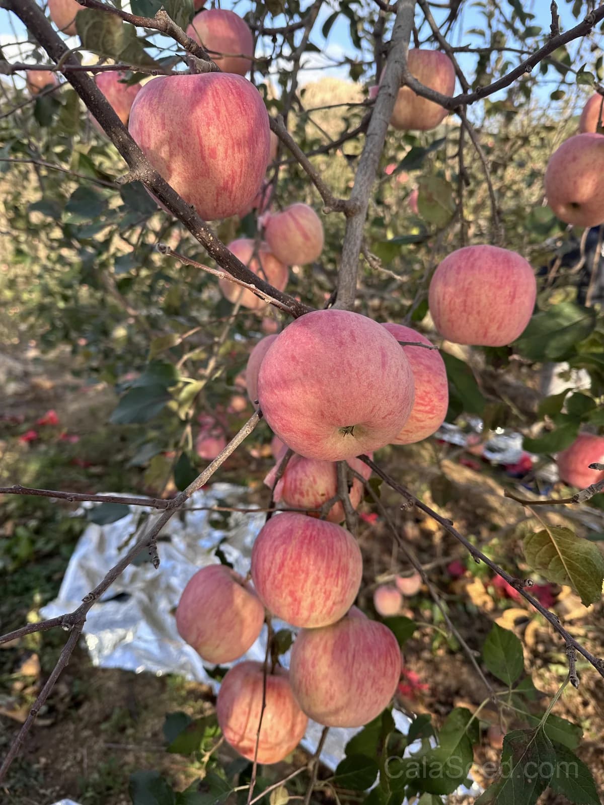 Gala Apple Seeds — Sweet Crisp Home Orchard - View 3