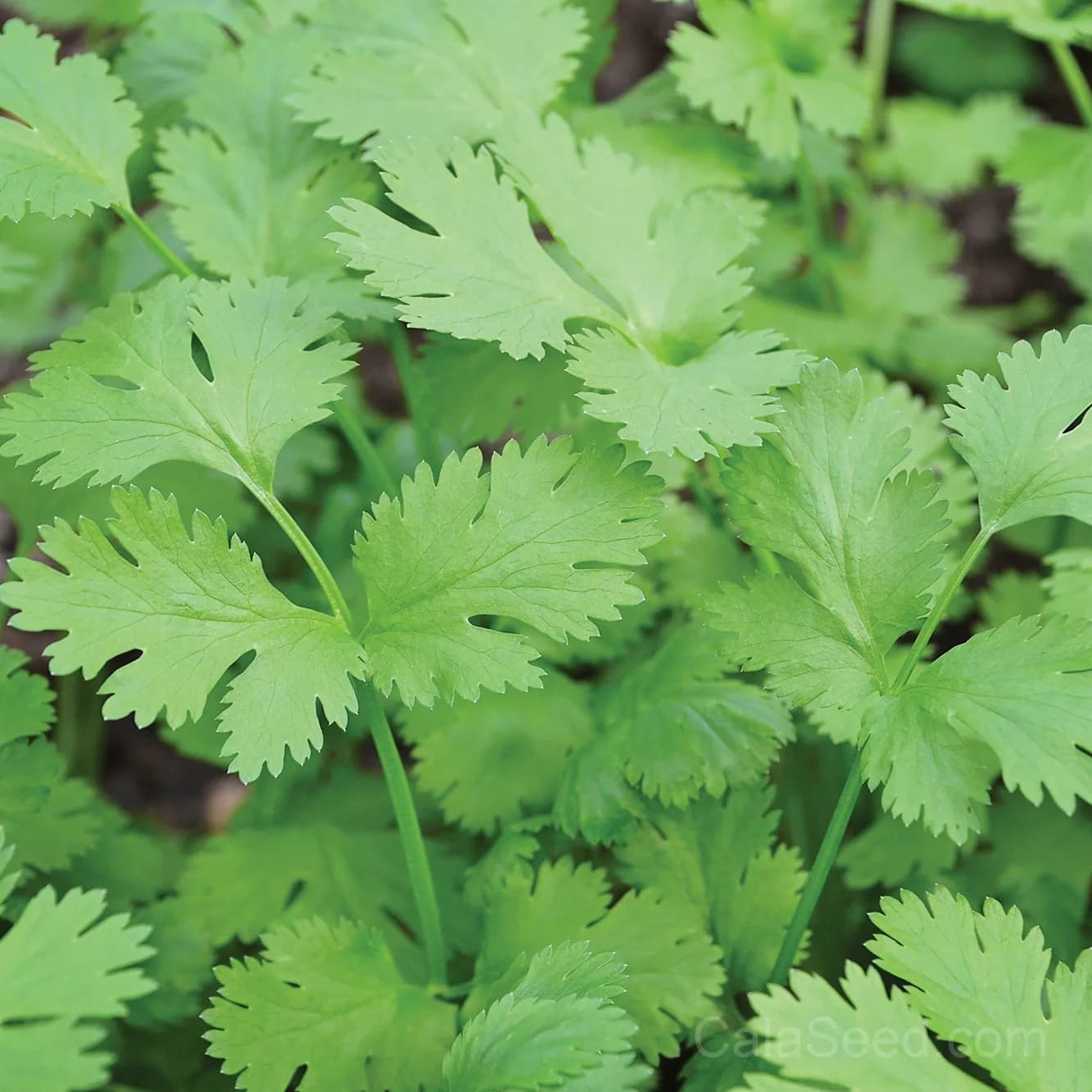 CRUISER Seeds — Reliable North American Garden Variety - Main