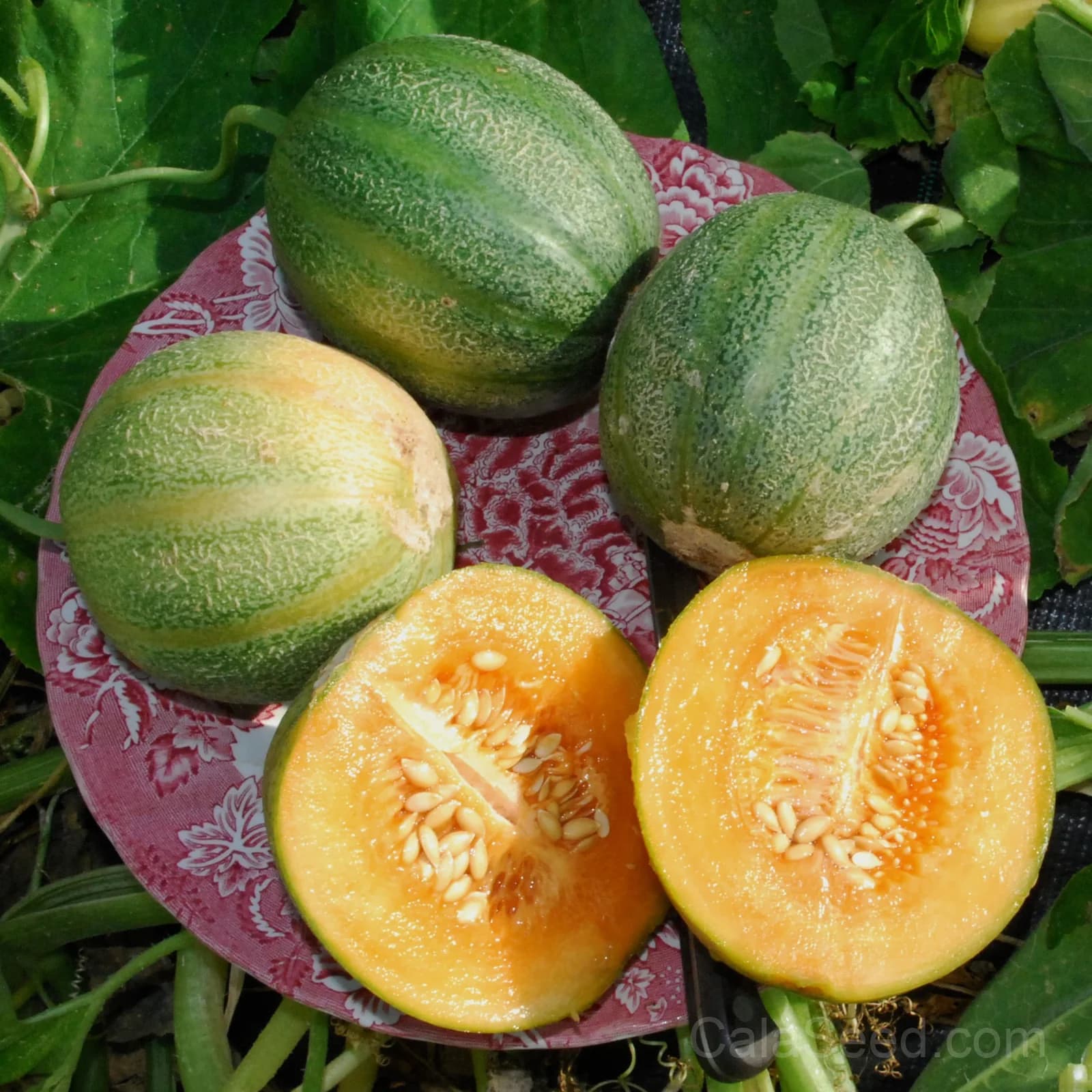 Melon 'Minnesota Midget' Seeds — Compact Early Fruit - Main