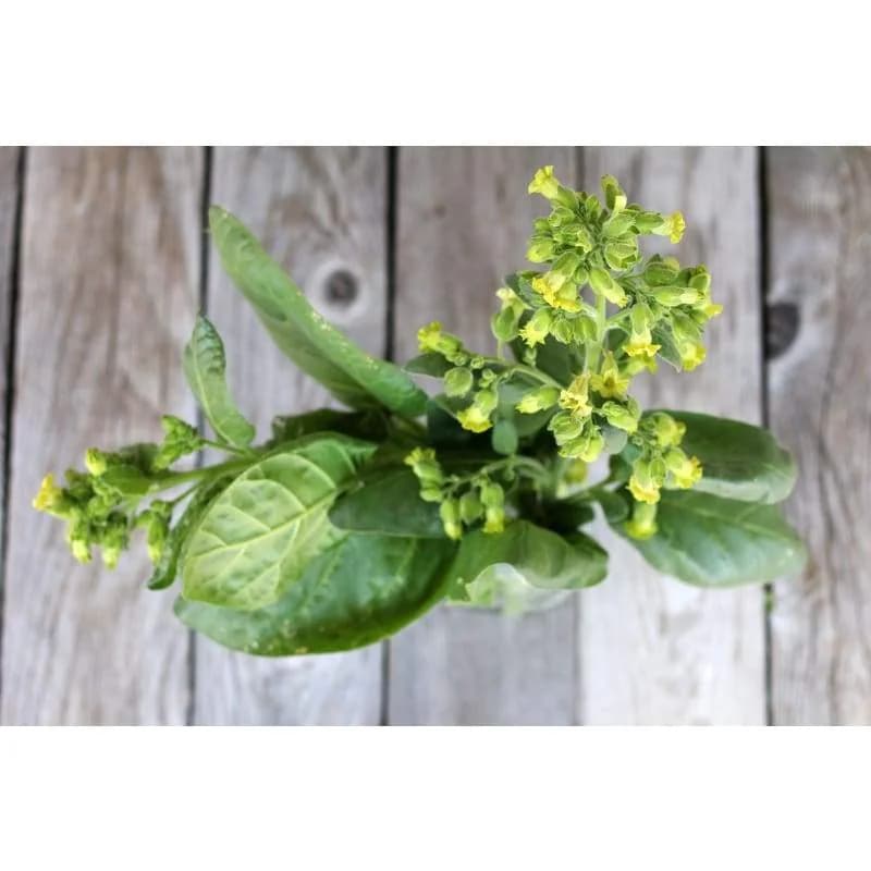 Wild Nicotiana Seeds — Native North American Flower - View 4