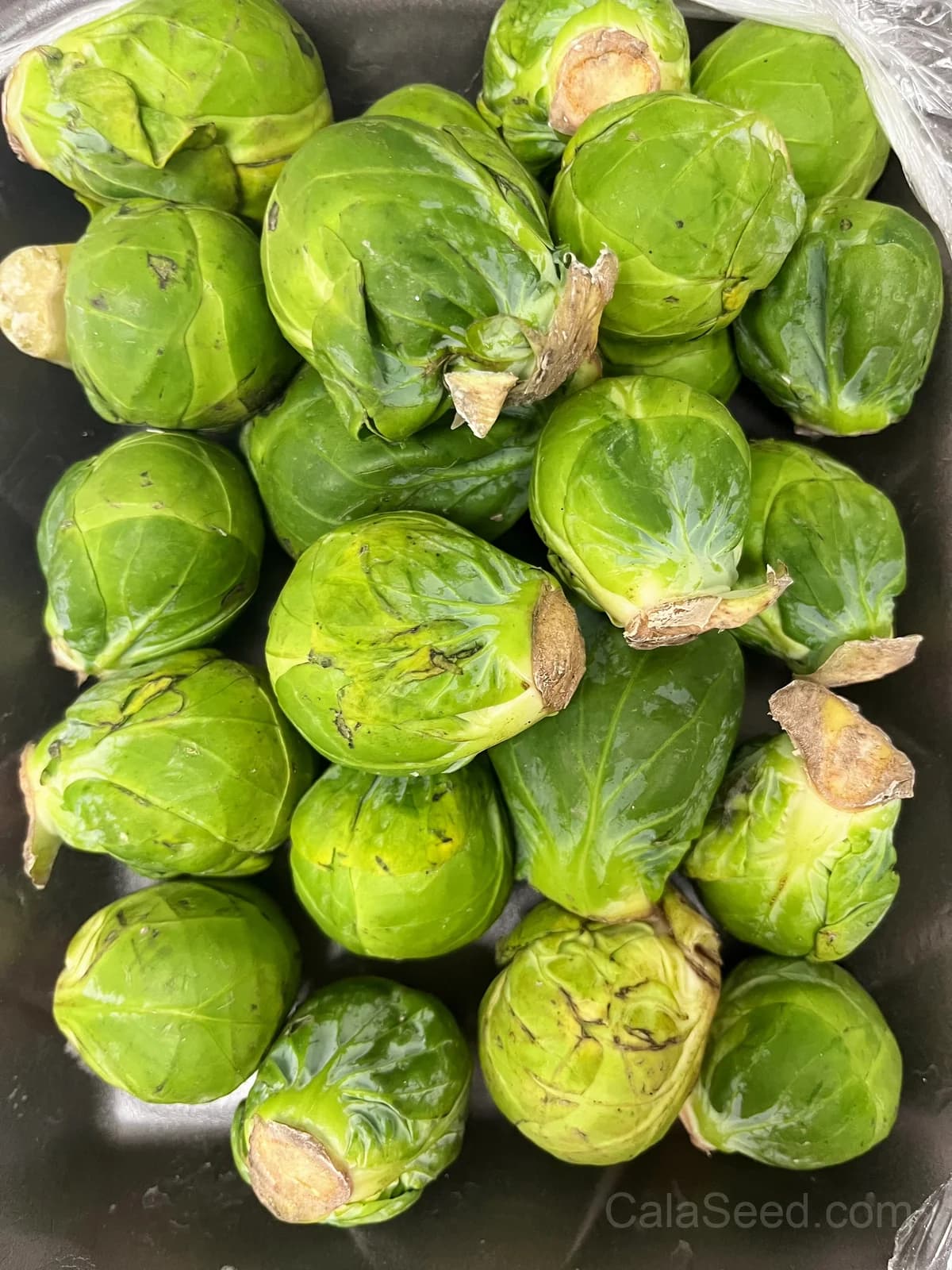 Catskill Brussels Sprouts Seeds — Cold-Hardy Heirloom Vegetable - View 2