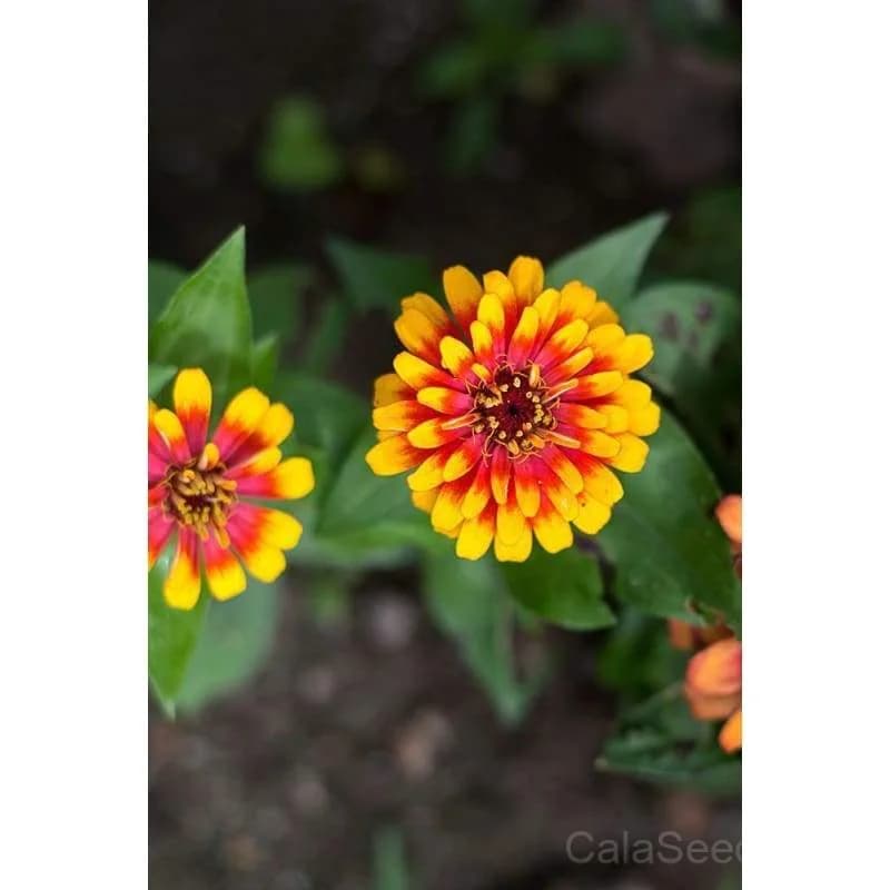 Scarlet Yellow Swizzle Zinnia Seeds — Bicolor Heirloom Bloom - Alt