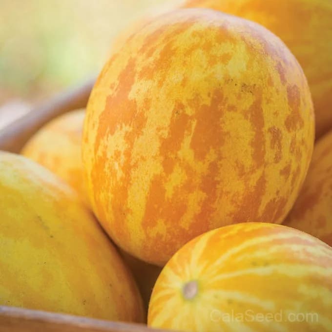 SuperBall Melon Seeds — Sweet Snack-Sized Fruit - Alt