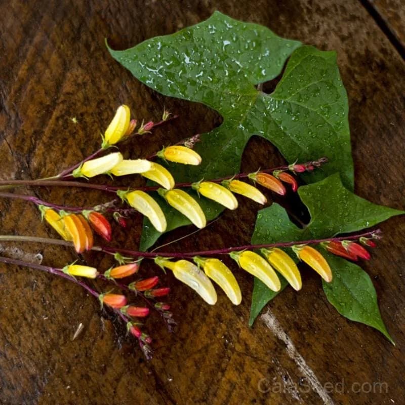 Mina Lobata Seeds — Firecracker Vine Blooms - View 1