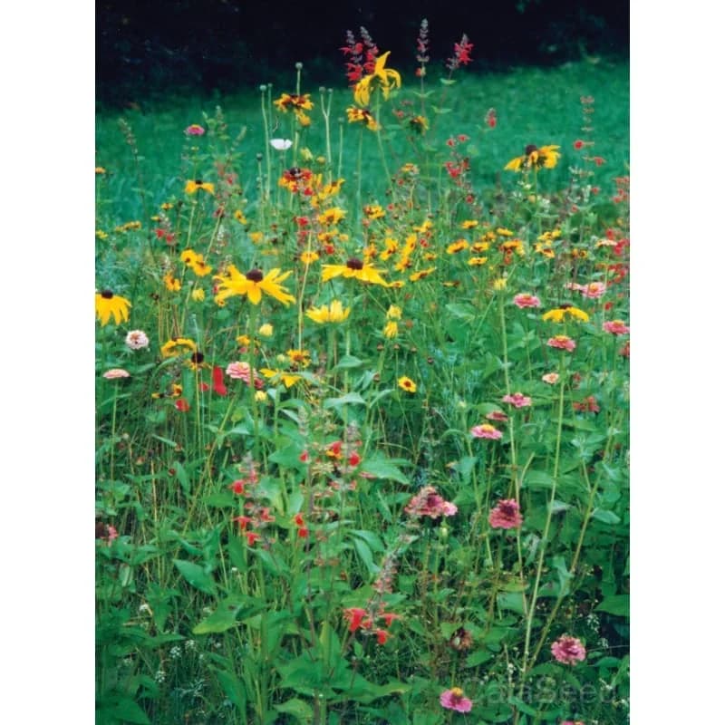 Deerproof Garden Flower Mix Seeds — Wildlife-Resistant Bloom Blend - Alt