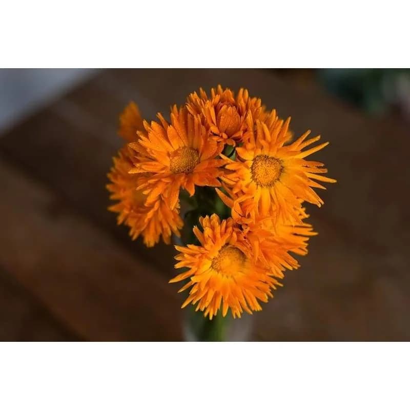 Radio Calendula Seeds — Vibrant Pollinator-Friendly Blooms - View 2