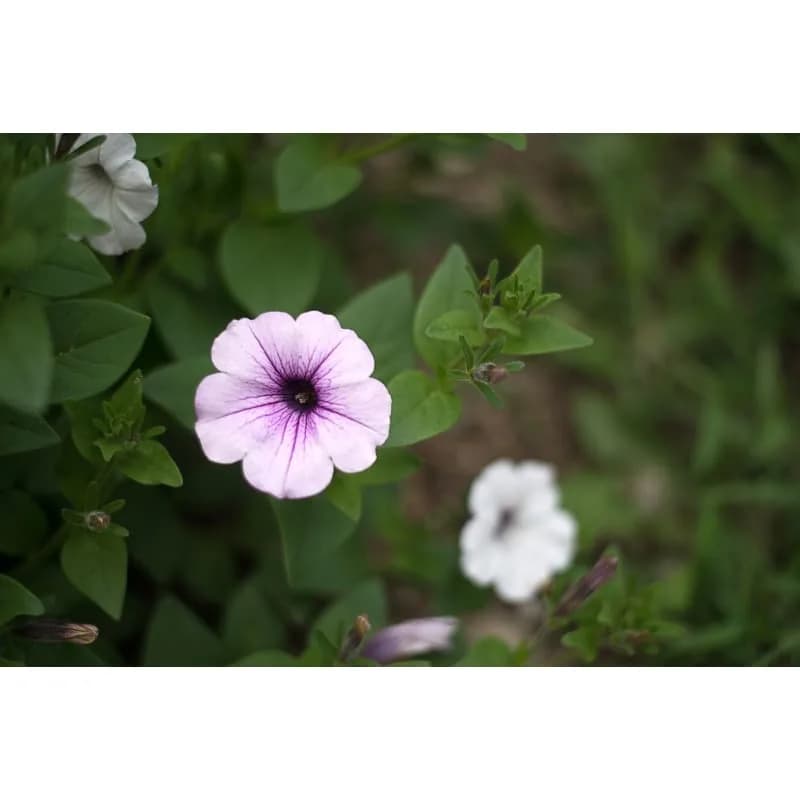 Tidal Wave Silver Petunia Seeds — Heat-Tolerant Spreading Bloom - View 3