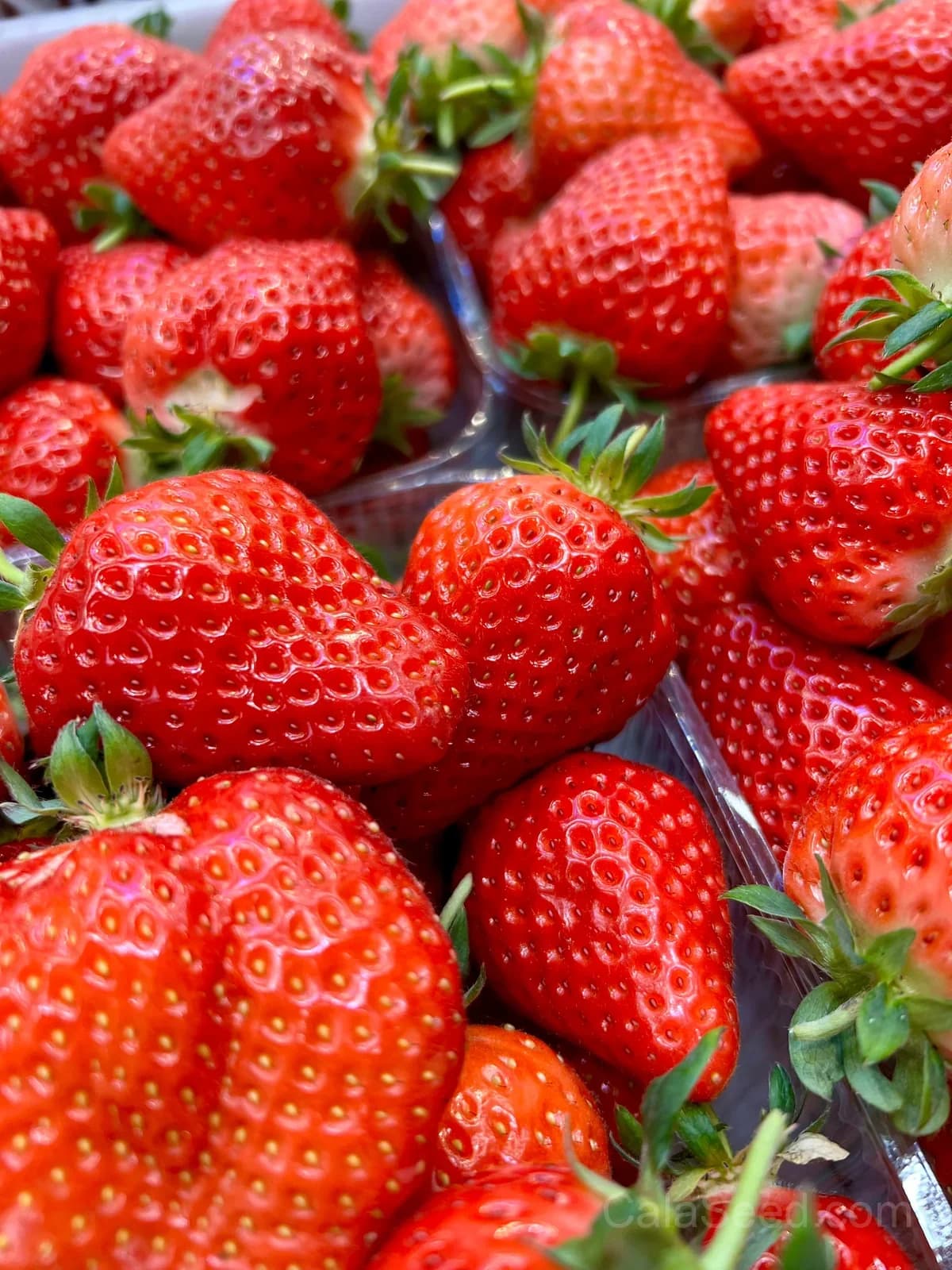 Kaorino Strawberry Seeds – Sweet, Fragrant, High Germination & Easy to Grow - View 2
