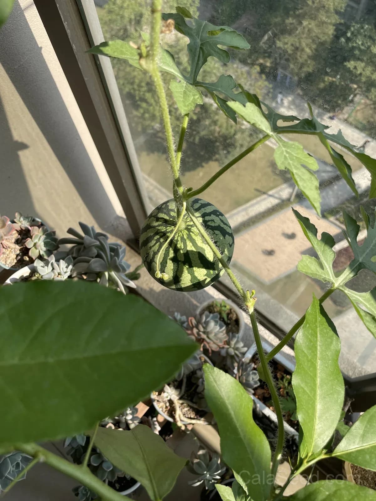 Mini Red-Fleshed Watermelon Seeds - View 3