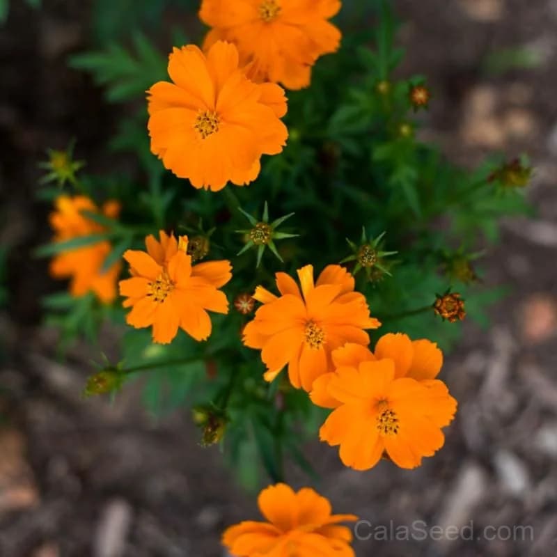 Cosmos 'Cosmic Orange' Seeds — Vibrant Sunset-Colored Blooms - View 1