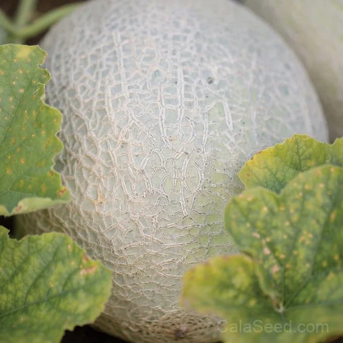 Aphrodite Cantaloupe Seeds — Sweet Classic Melon - Alt