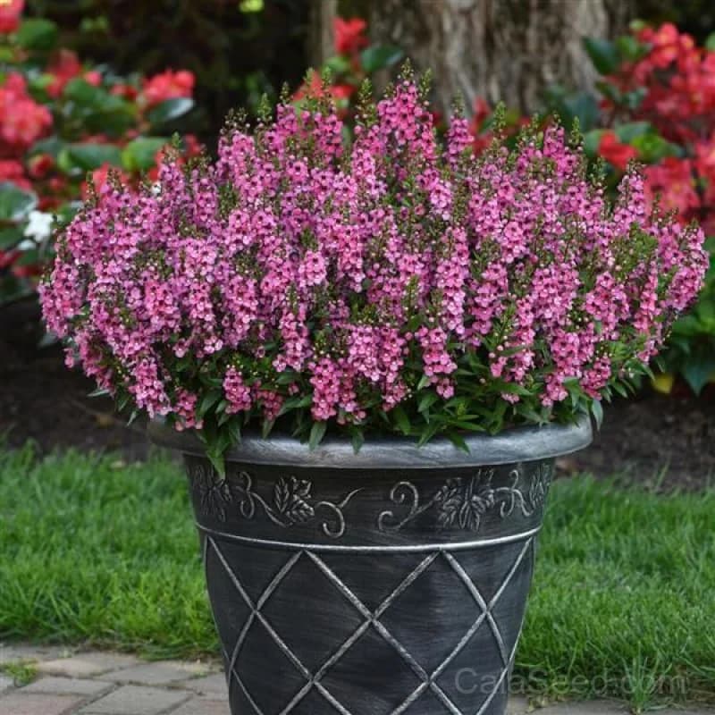 Serena Mix Angelonia Seeds — Heat-Tolerant Summer Blooms - View 4