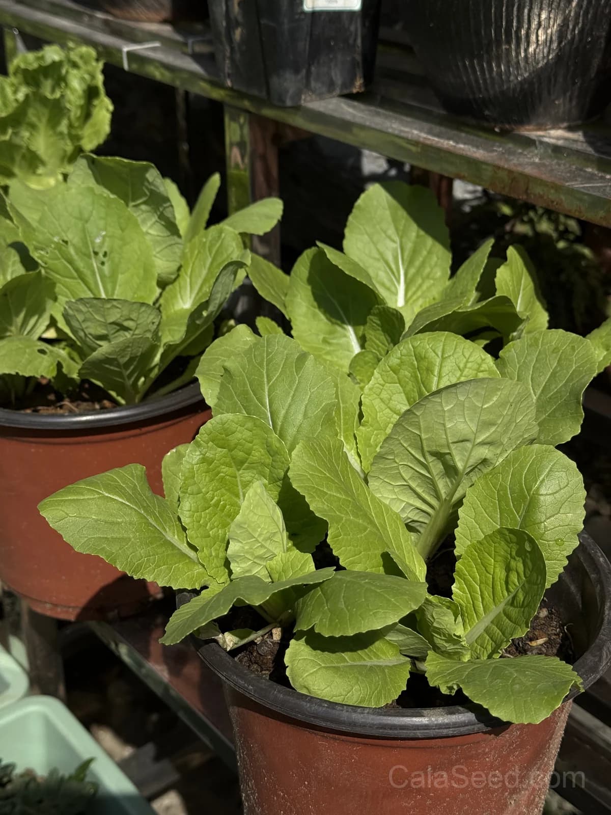 Pak Choi 'White Choi' Seeds — Tender Chinese Cabbage - View 6