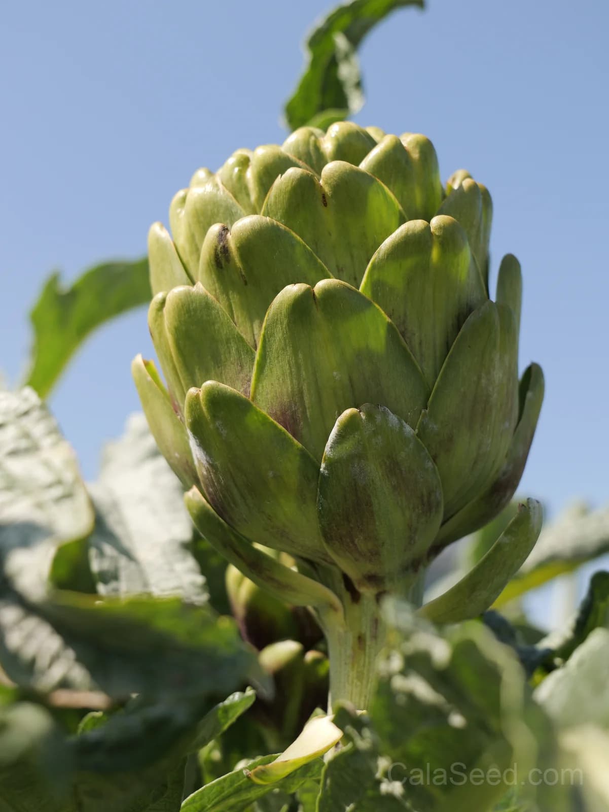 Wonder Artichoke Seeds — Perennial Gourmet Vegetable - View 2