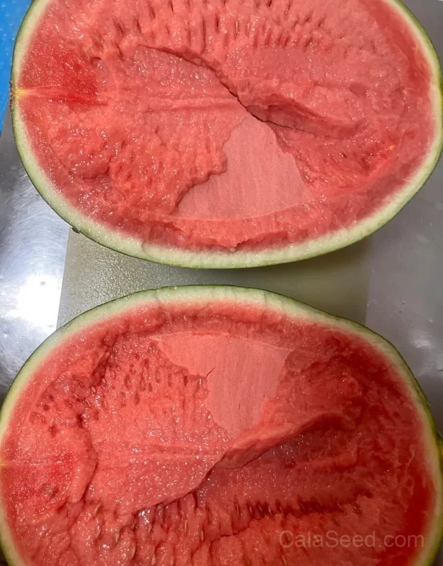 Seedless Watermelon Seeds — Sweet Seedless Summer Fruit - View 9