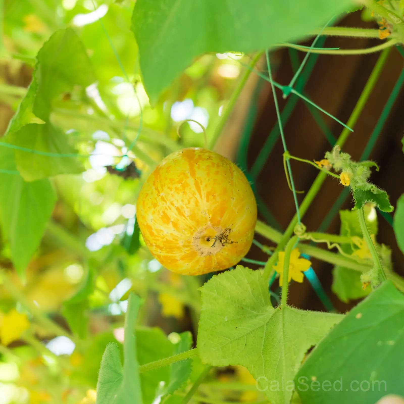 Lemon Cucumber Seeds — Yellow Heirloom Fruit Vegetable - View 5
