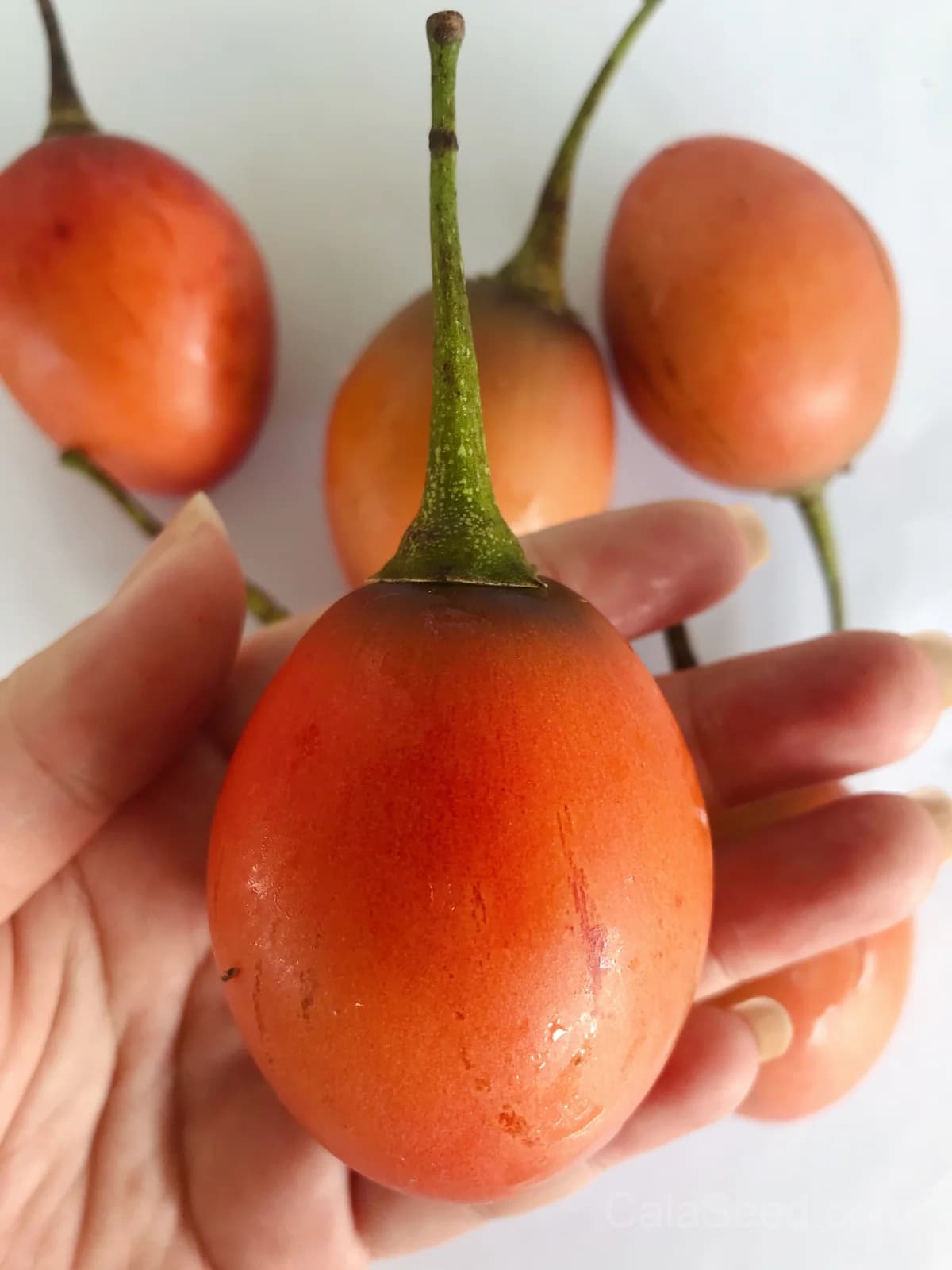Tamarillo 'Red' Seeds — Tangy Tree Tomato Fruit - Alt