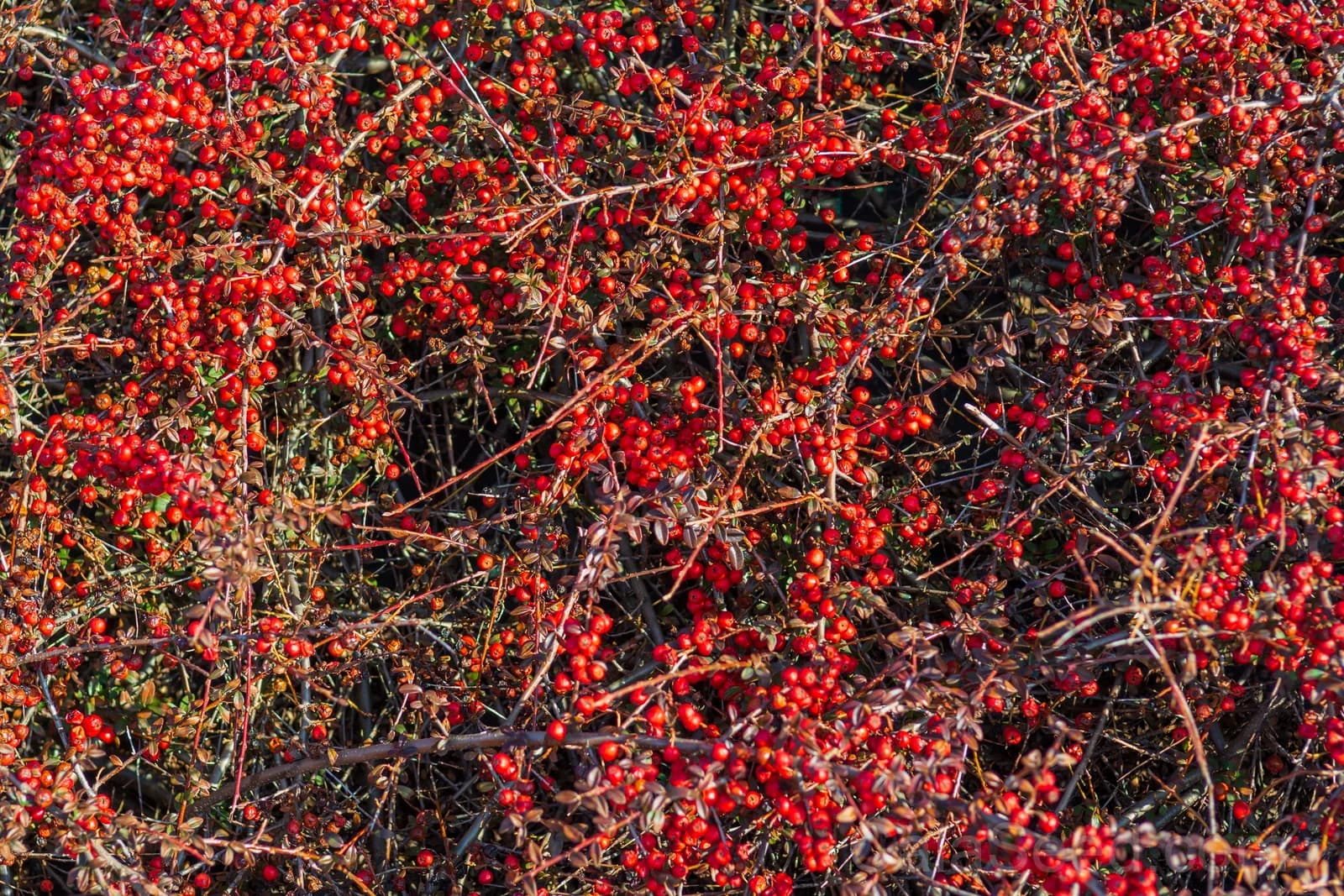 Silver Buffaloberry 'Shepherdia Argentea' Seeds — Native Red Berry Shrub - Alt