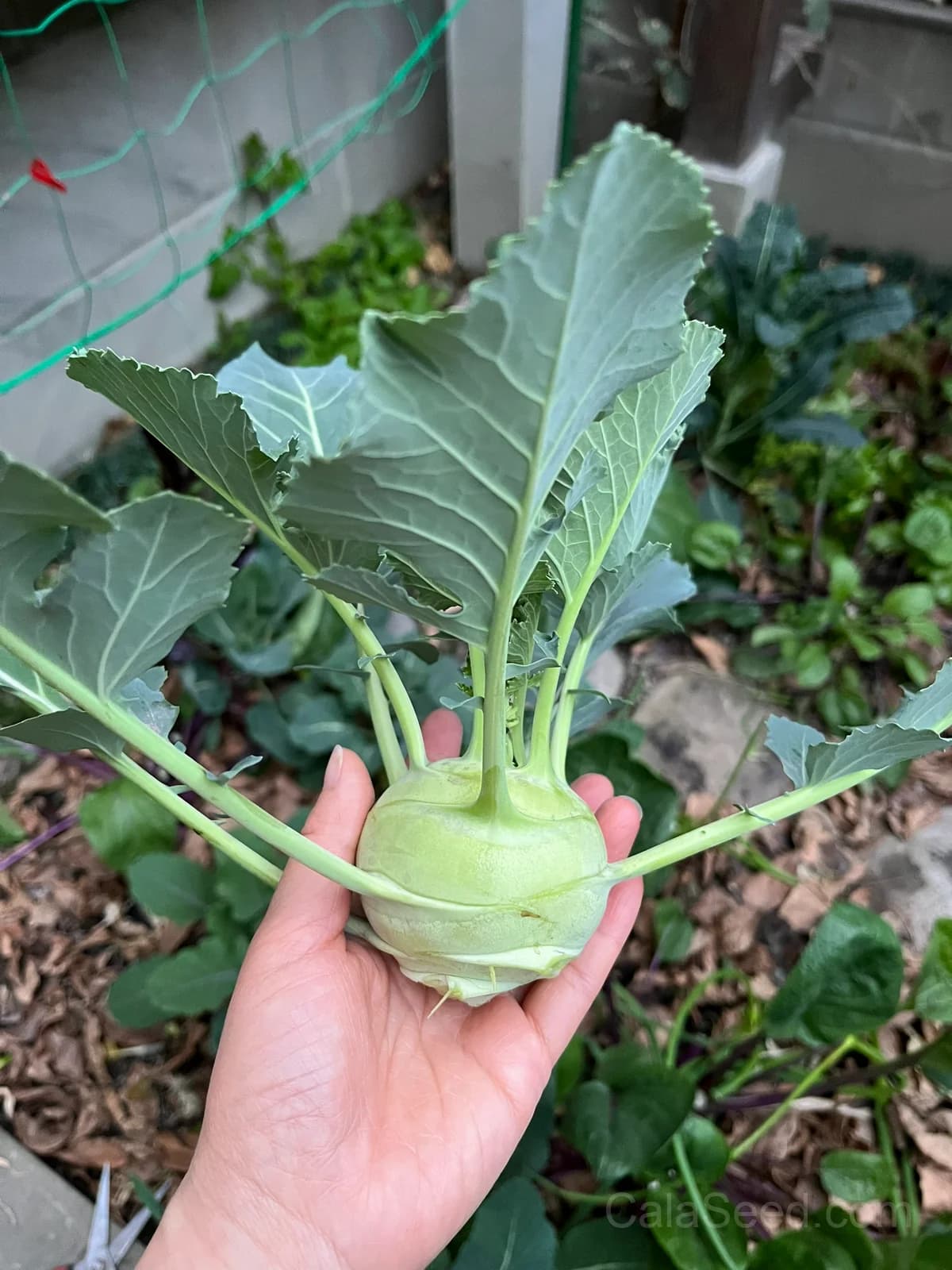 Konan Kohlrabi Seeds — Crisp Purple Bulb Vegetable - View 5