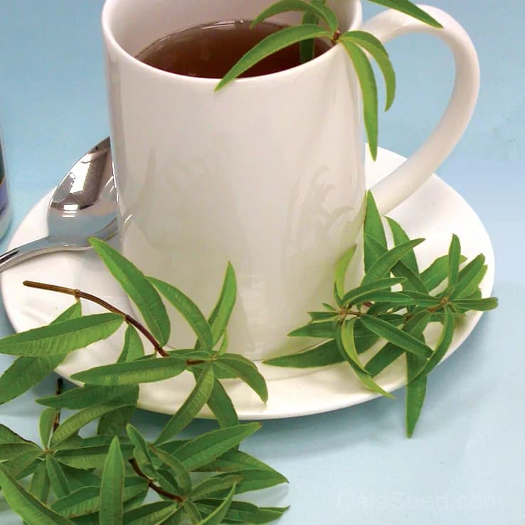 Lemon Verbena Seeds — Fragrant Citrus Herb - Main