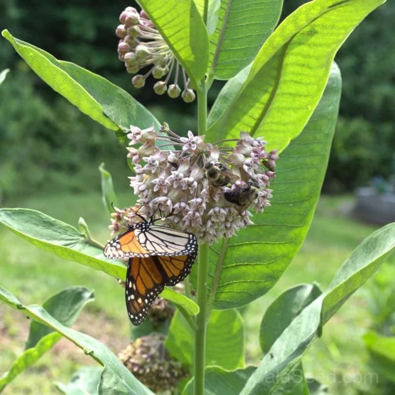 Common Milkweed Seeds — Monarch Butterfly Host Plant - View 1