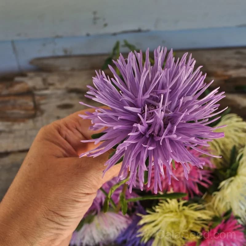 Valkyrie Mix Aster Seeds — Vibrant Pollinator-Friendly Blooms - Alt