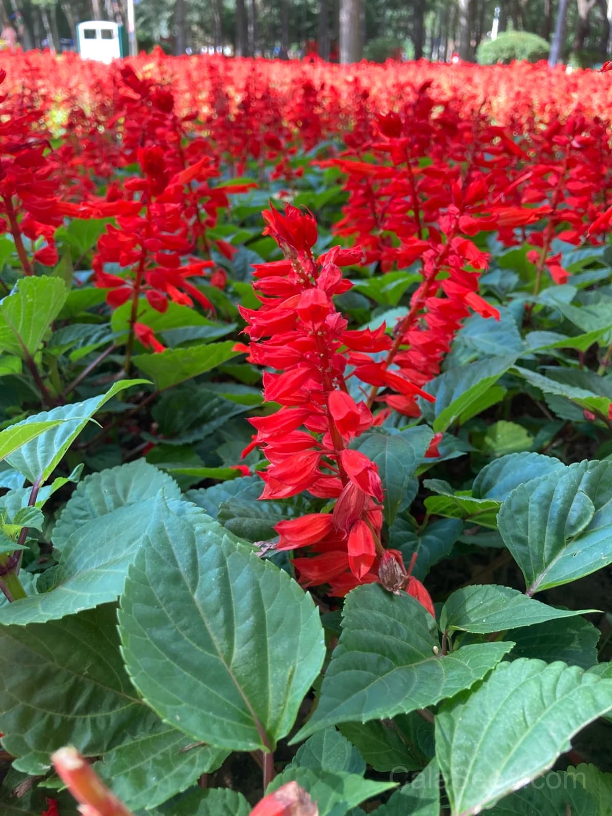 Bonfire Salvia Seeds — Vibrant Red Summer Blooms - Main