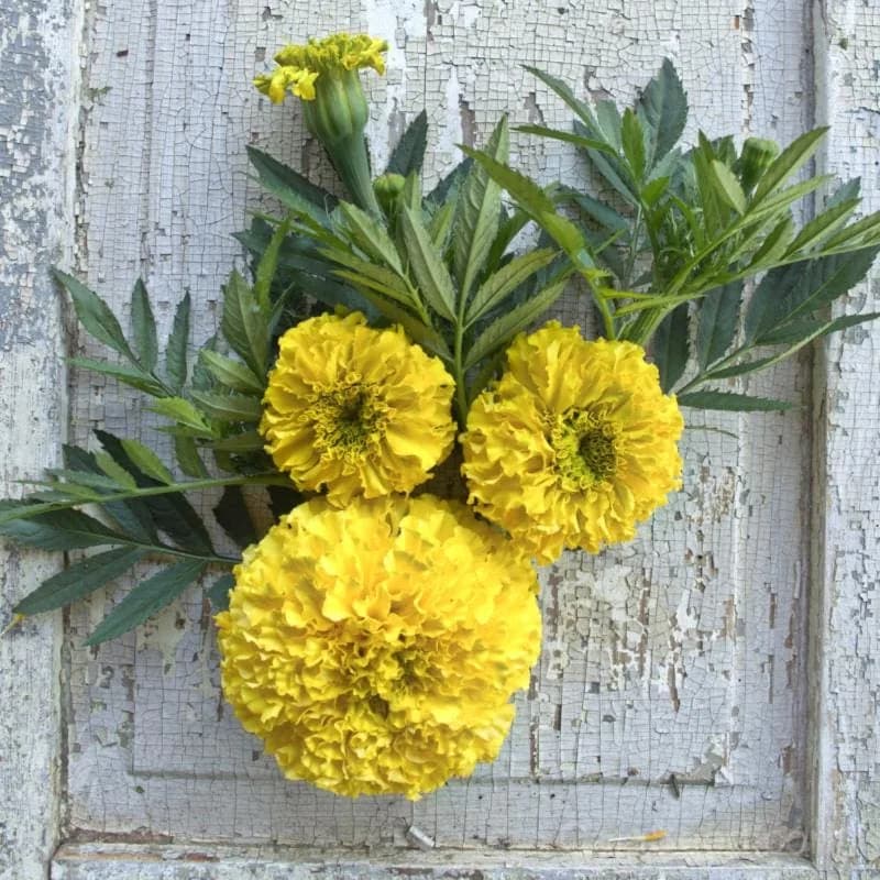 Marvel Yellow Marigold Seeds — Bright Annual Blooms - View 1
