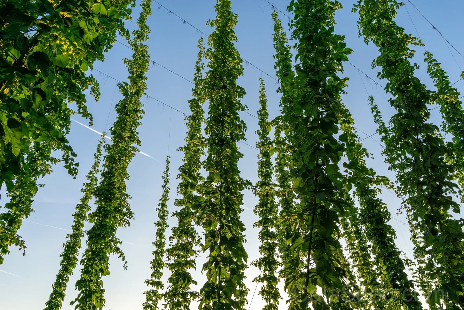 European Hops 'Common' Seeds — Beer Making Vine Ingredient - View 8