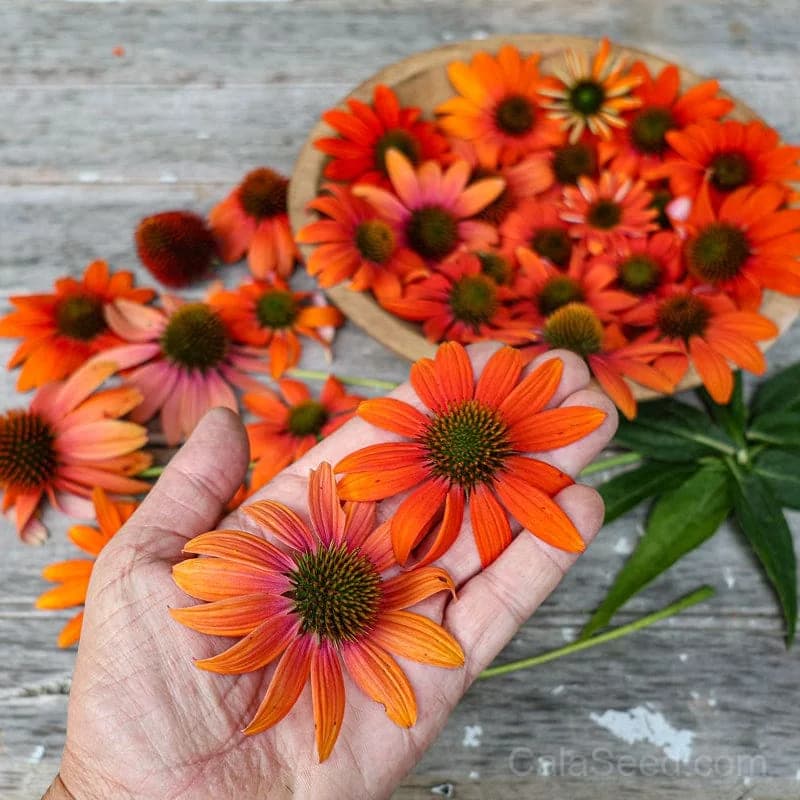 Echinacea 'Soft Orange' Seeds — Artisan Perennial Bloom - View 1