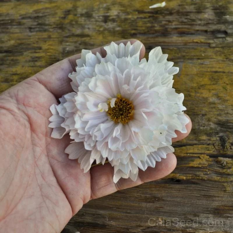 Double Click 'Snow Puff' Cosmos Seeds — Fully Double White Blooms - View 3
