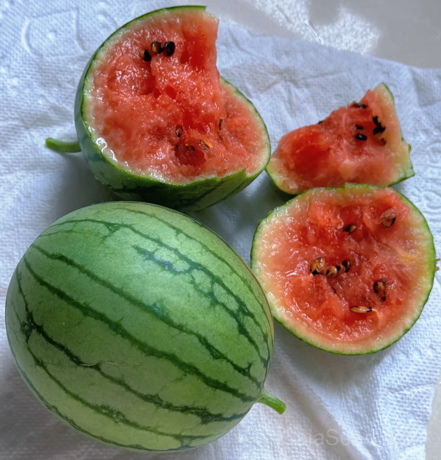 Mini Red-Fleshed Watermelon Seeds - Main