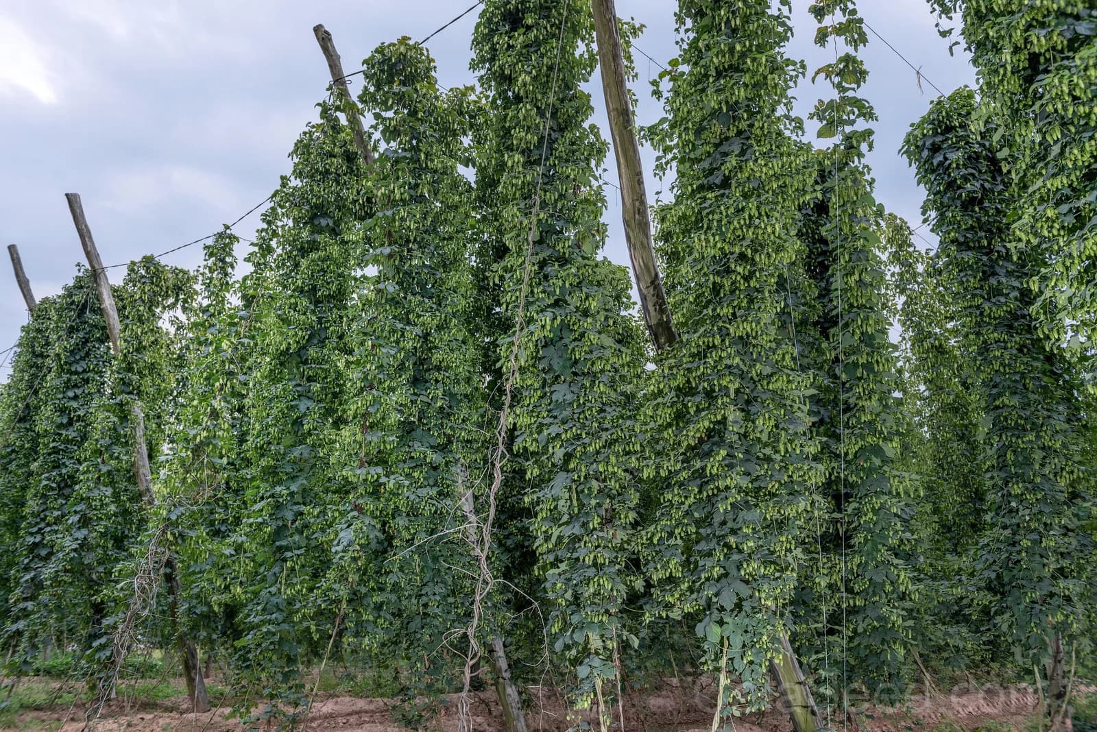 European Hops 'Common' Seeds — Beer Making Vine Ingredient - View 7