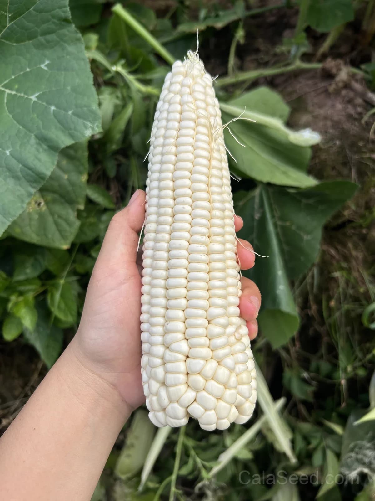 Country Gentleman Corn Seeds — Heirloom Sweet White Variety - Alt