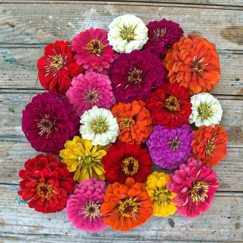 Benary's Giant Mix Zinnia Seeds — Vibrant Cut Flower Blend - Main