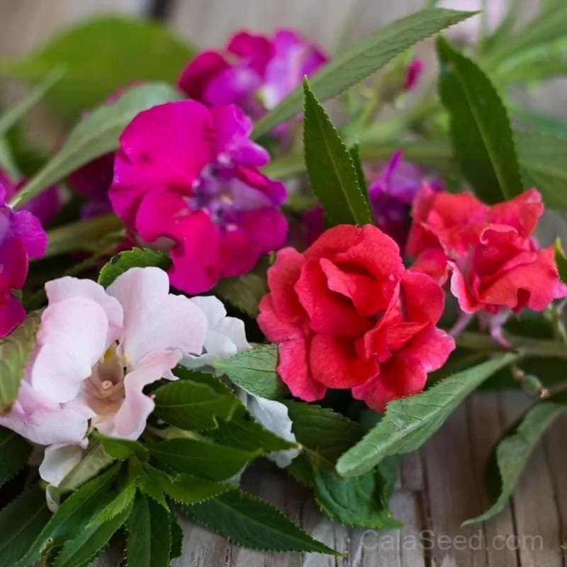 Balsam 'Bush Flowered Mix' Seeds — Vibrant Garden Blooms - Main