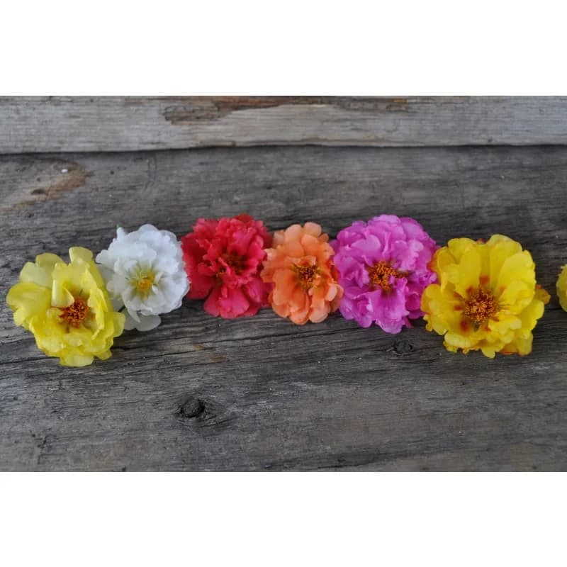 Happy Trails Mix Portulaca Seeds — Trailing Colorful Ground Cover - Alt