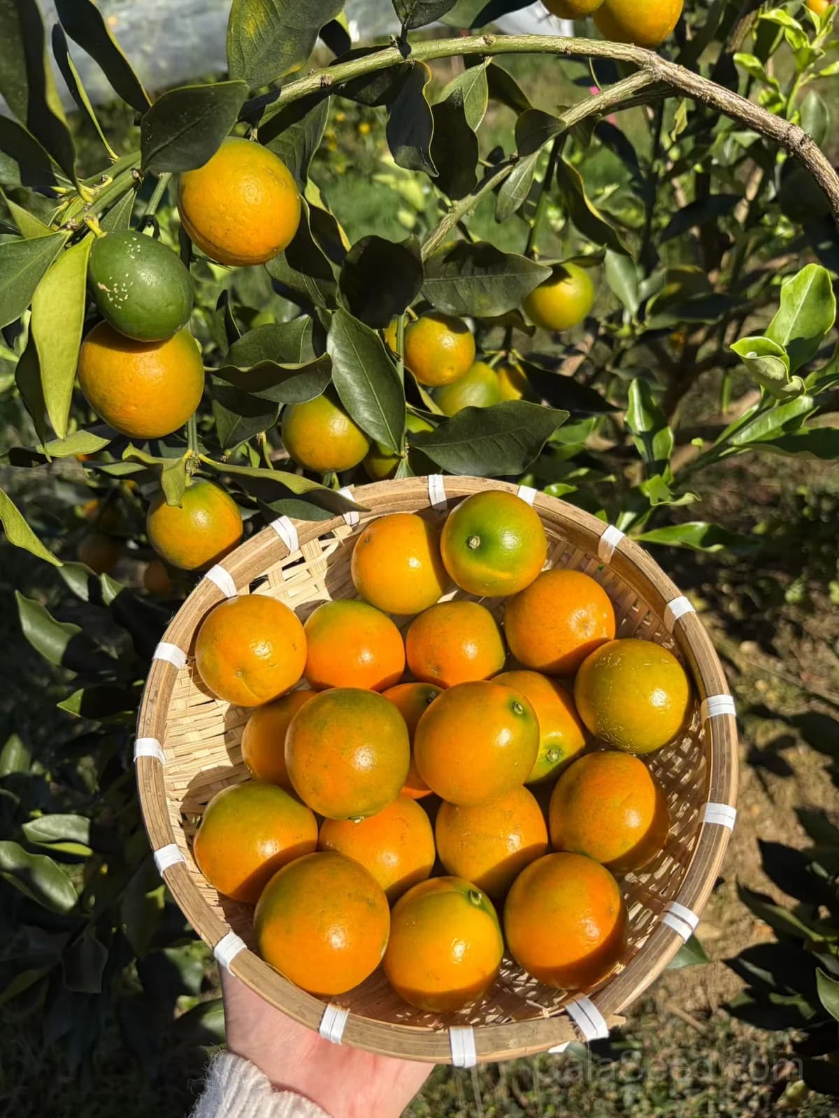 Kumquat 'Nagami' Seeds — Sweet-Tart Edible Peel Fruit - Main