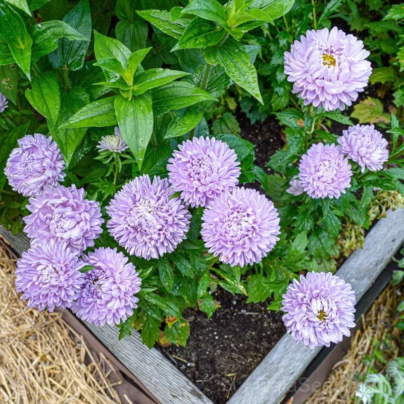 Lady Coral Lavender Aster Seeds — Compact Perennial Bloom - View 2