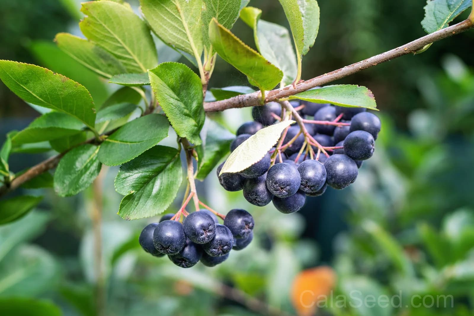 Black Chokeberry 'Aronia Melanocarpa' Seeds — White-Flowered Fruit Shrub - View 9