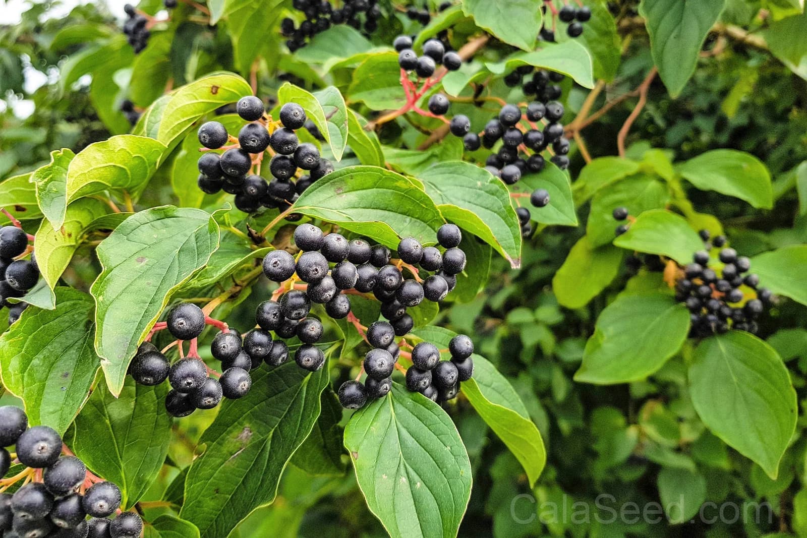 Black Chokeberry 'Aronia Melanocarpa' Seeds — White-Flowered Fruit Shrub - Main