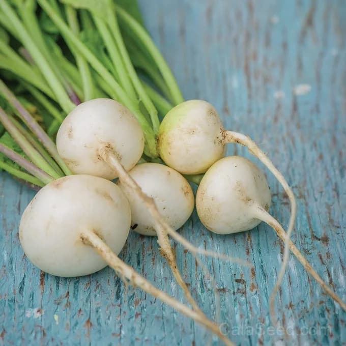 White Radish Seeds — Crisp Heirloom Root Vegetable - Main