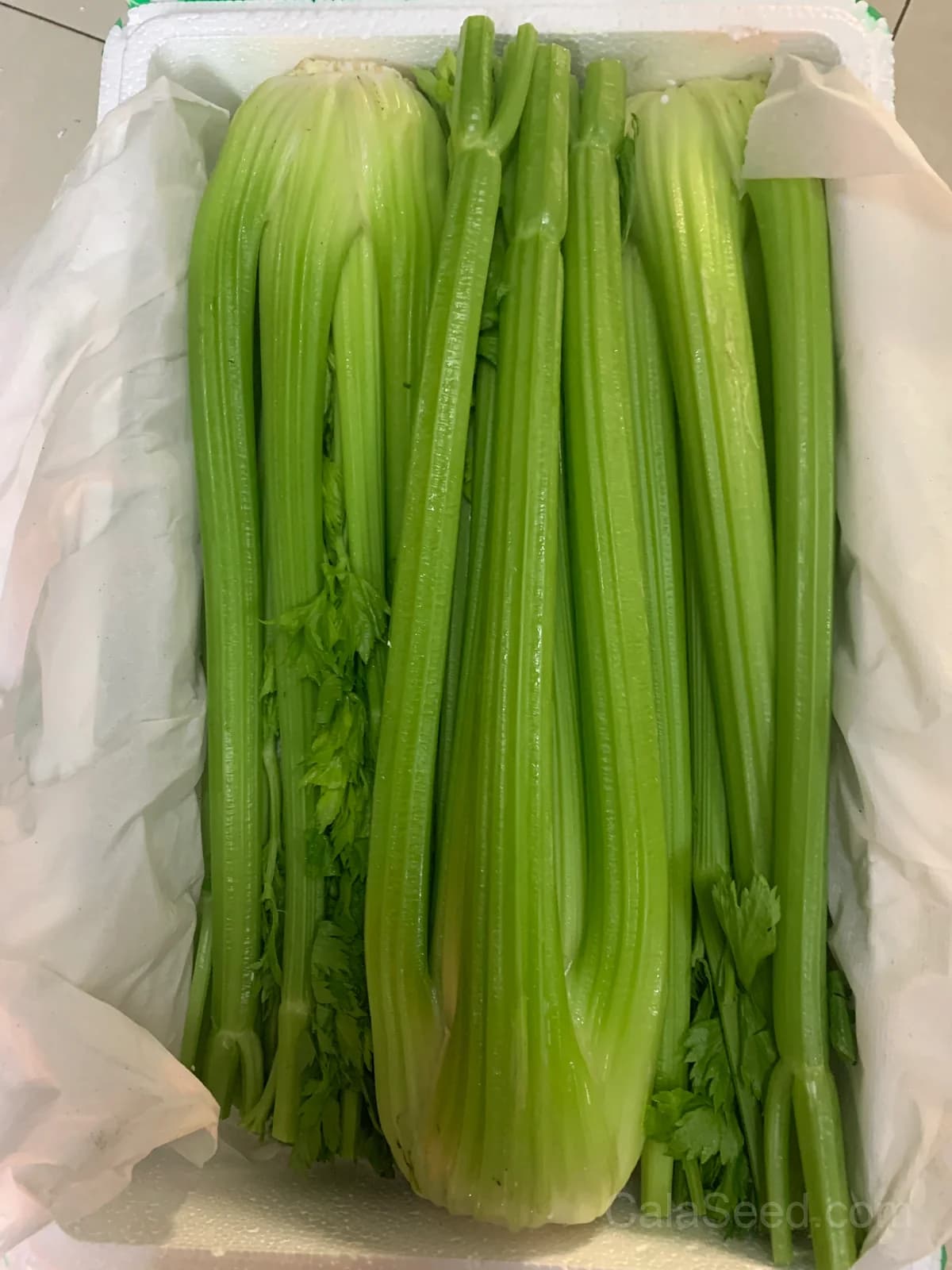 Tall Utah 52-70R Celery Seeds — Improved Disease-Resistant Stalks - View 2