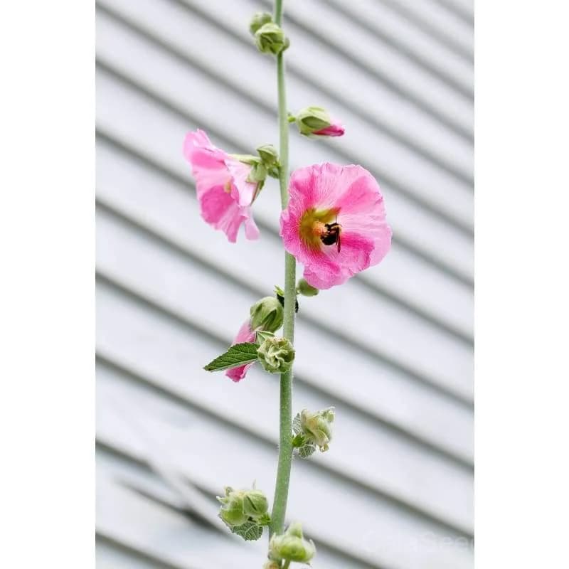 Antwerp Hollyhock Seeds — Classic Cottage Garden Bloom - Alt