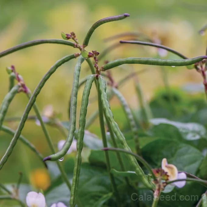 California Blackeye No.5 Cowpea Seeds — Southern Classic Heat-Tolerant Legume - Alt