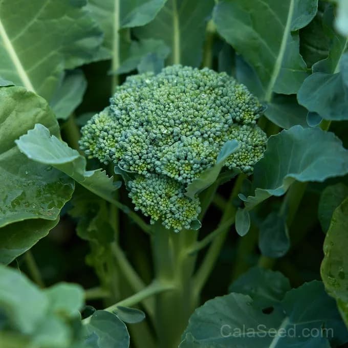Waltham 29 Broccoli Seeds — Cold-Tolerant Heirloom Variety - Main